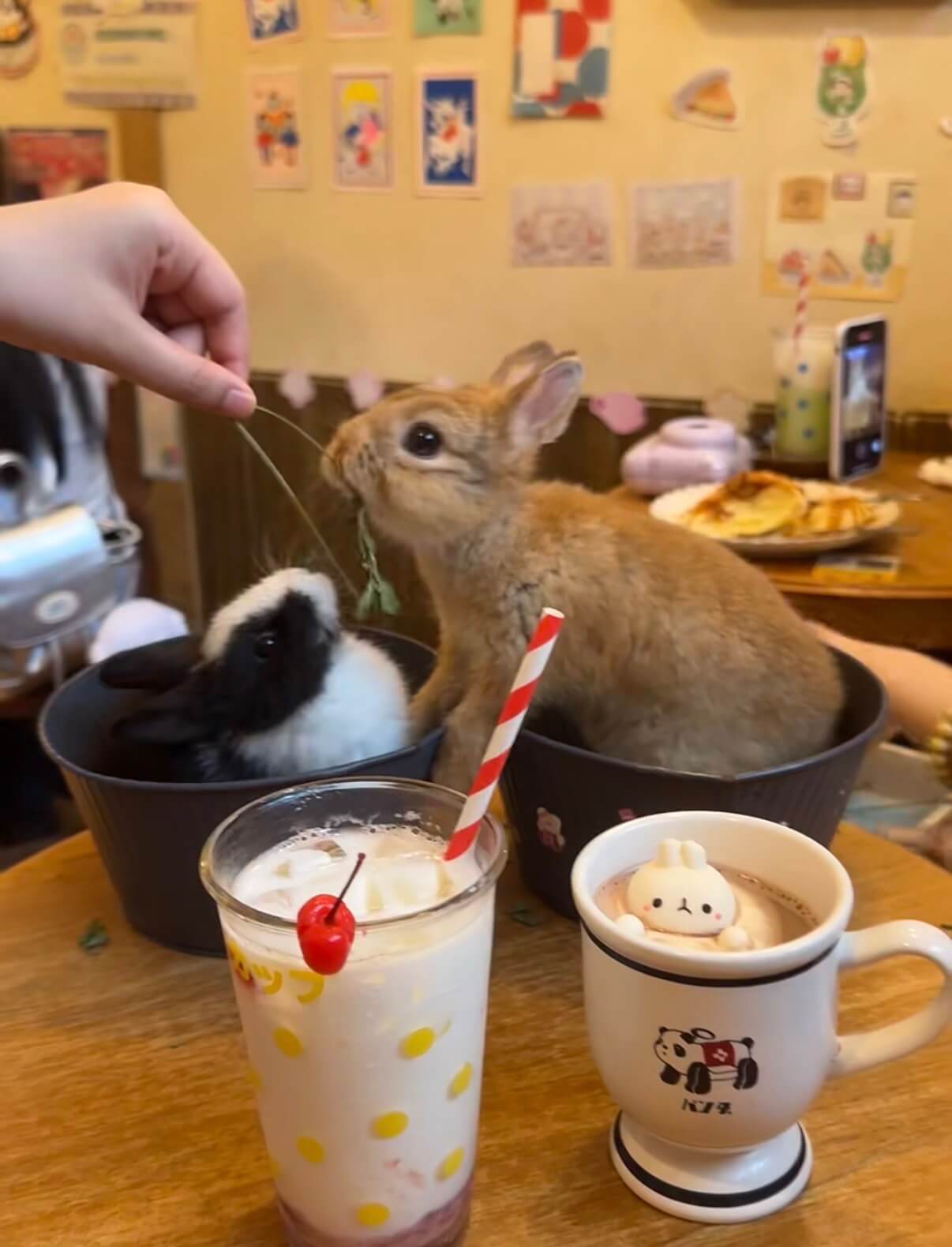 Cute Rabbits